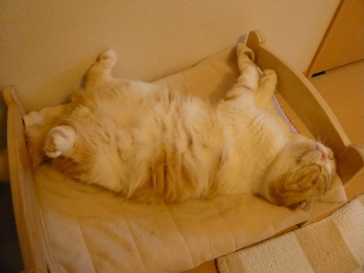 Сонный котик