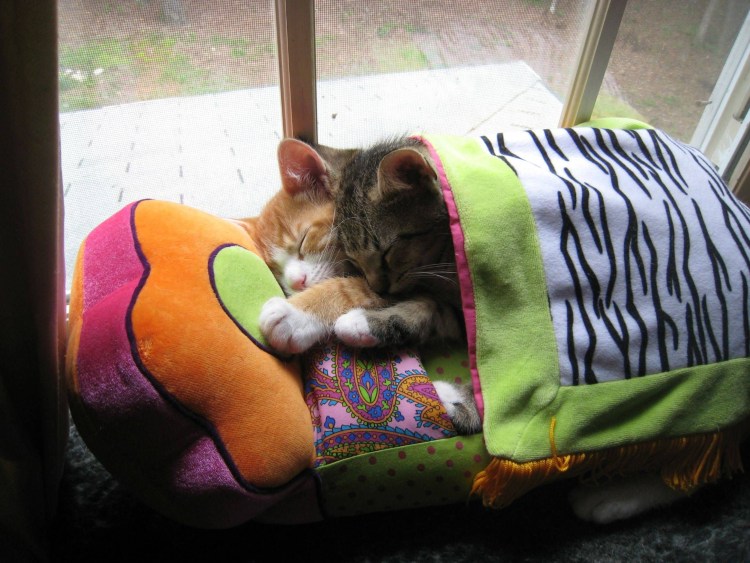 Котик в кроватке