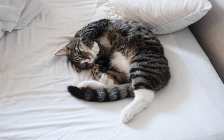 Котик в кроватке