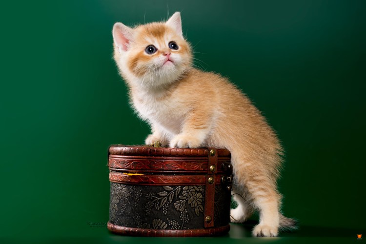 Шотландская Золотая тикированная шиншилла