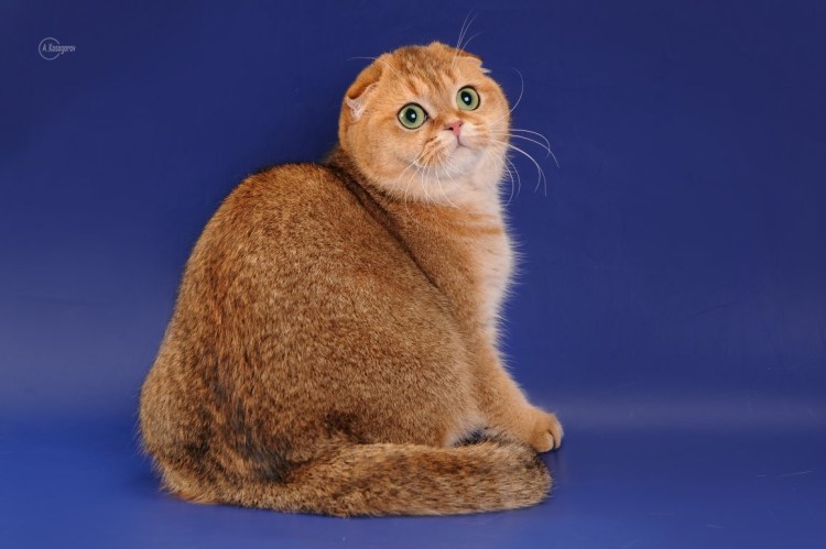 Золотая шиншилла вислоухая