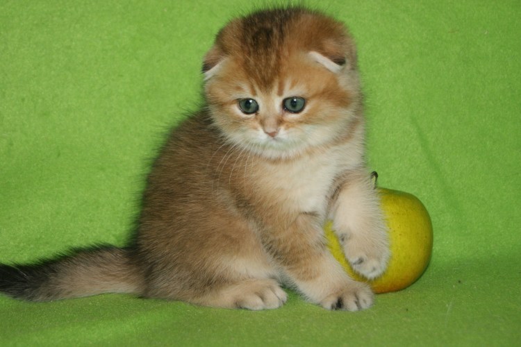 Шотландский вислоухий кот Золотая шиншилла