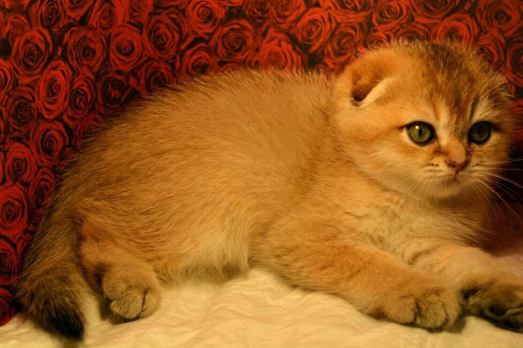 Британская шиншилла Золотая тикированная