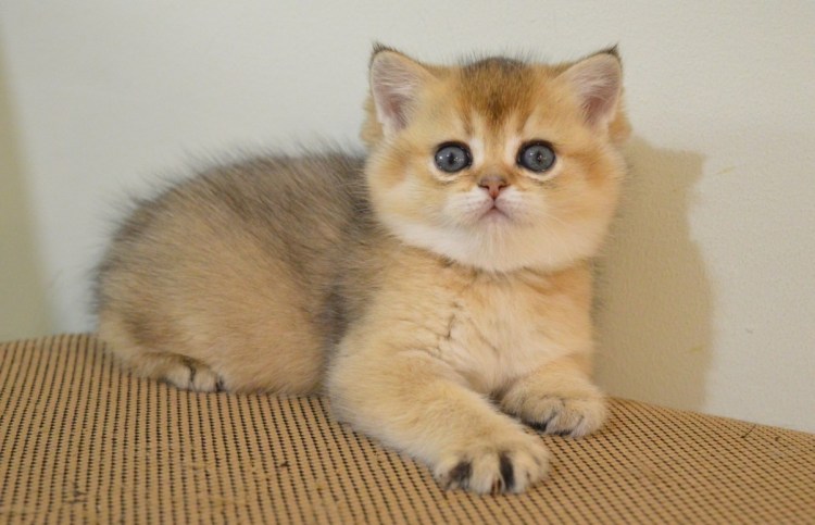 Шотландская Золотая шиншилла