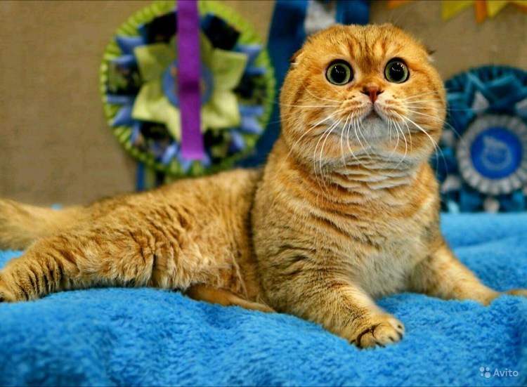 Британская Золотая шиншилла вислоухая