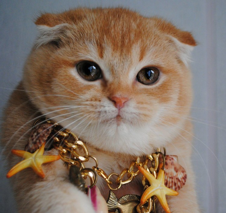 Скоттиш фолд Золотая шиншилла