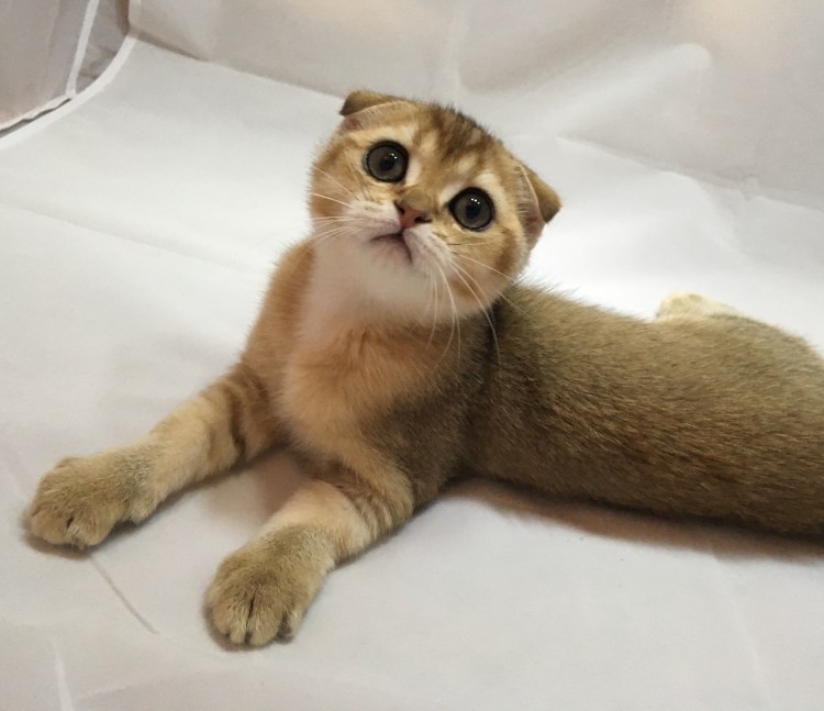 Скоттиш страйт Золотая шиншилла