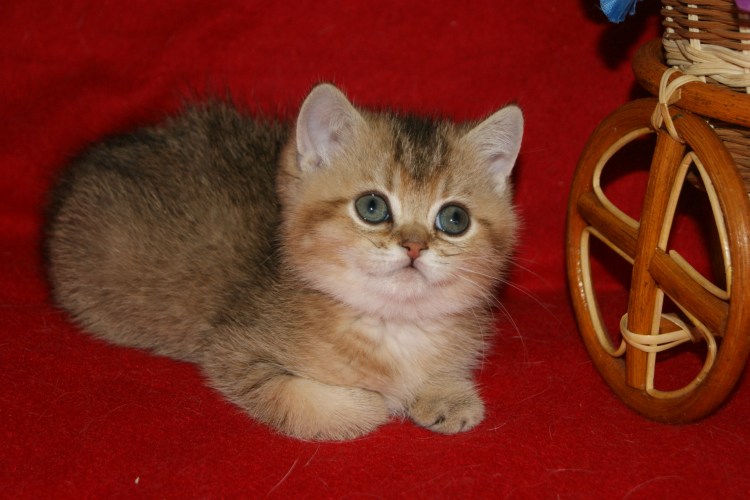 Золотая тикированная шиншилла