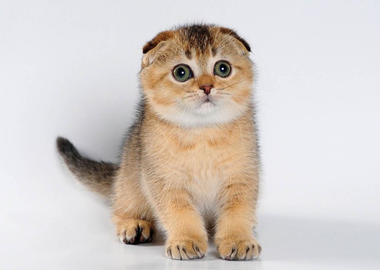 Шотландская Золотая тикированная шиншилла