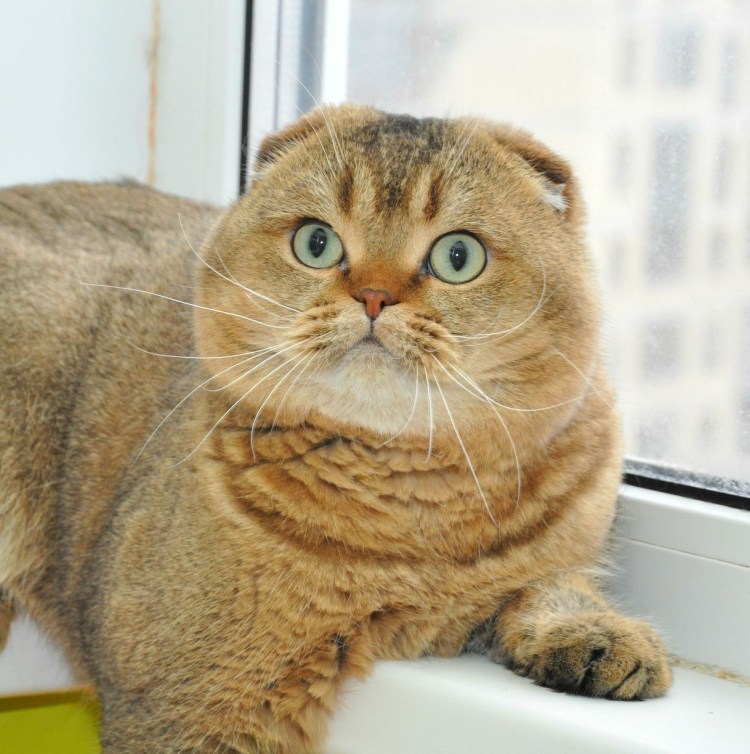 Шотландская вислоухая кошка Золотая шиншилла