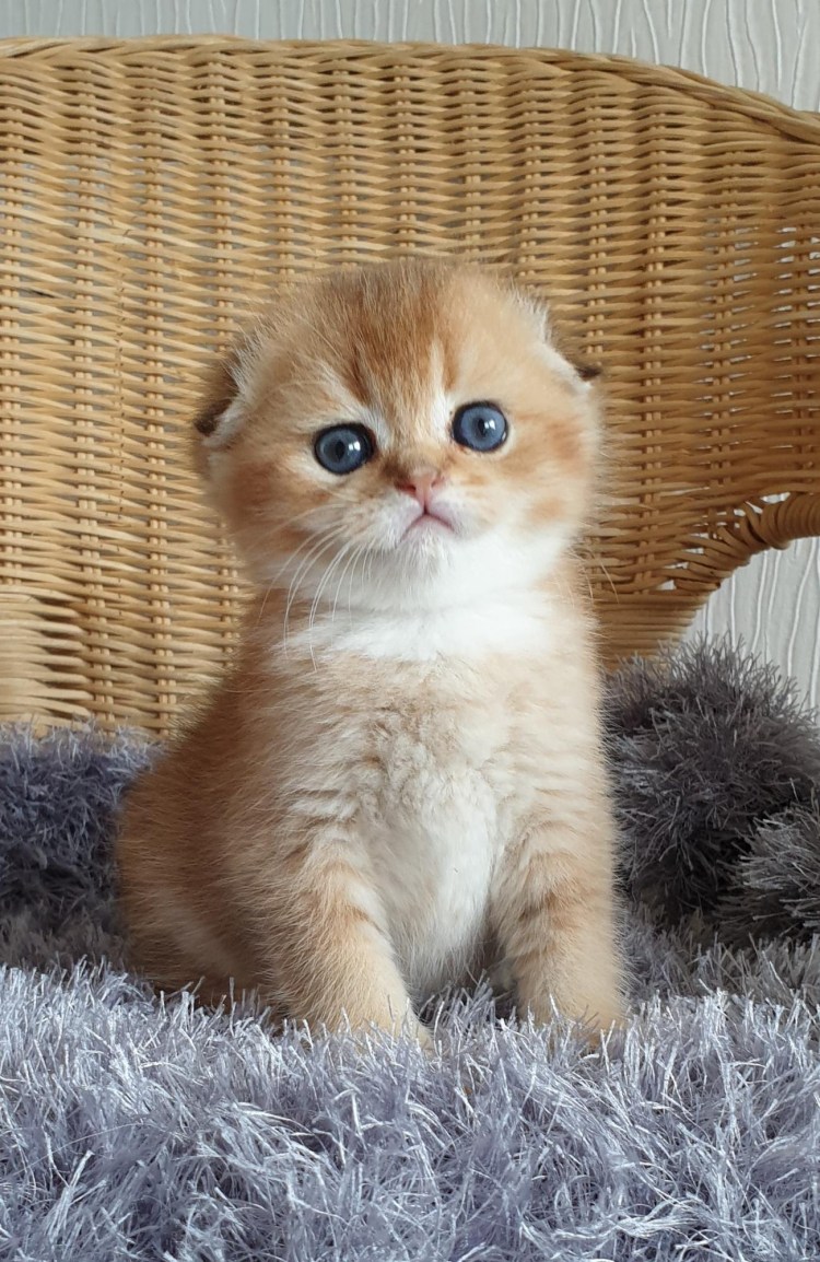 Черная Золотая тикированная шиншилла