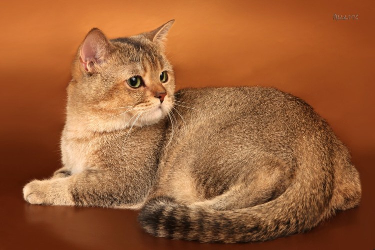 Шотландская вислоухая кошка тикированный золотой