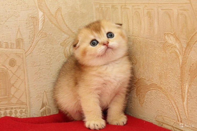 Шотландская вислоухая шиншилла Золотая тикированная