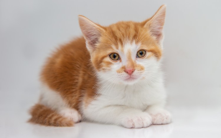 Рыже белый котенок