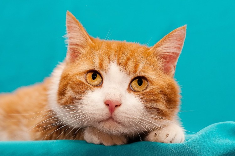 Кошка рыжая с белым