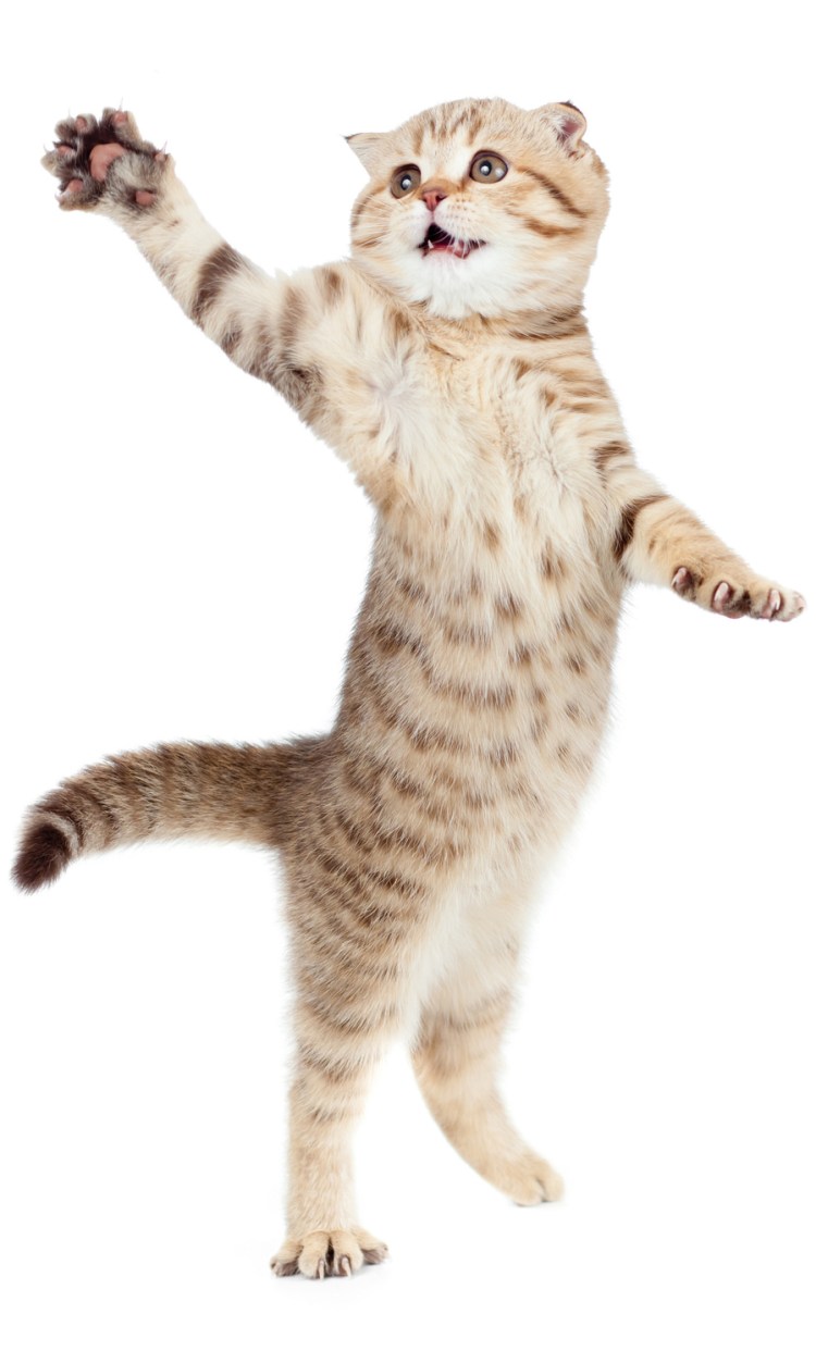 Кот в полный рост