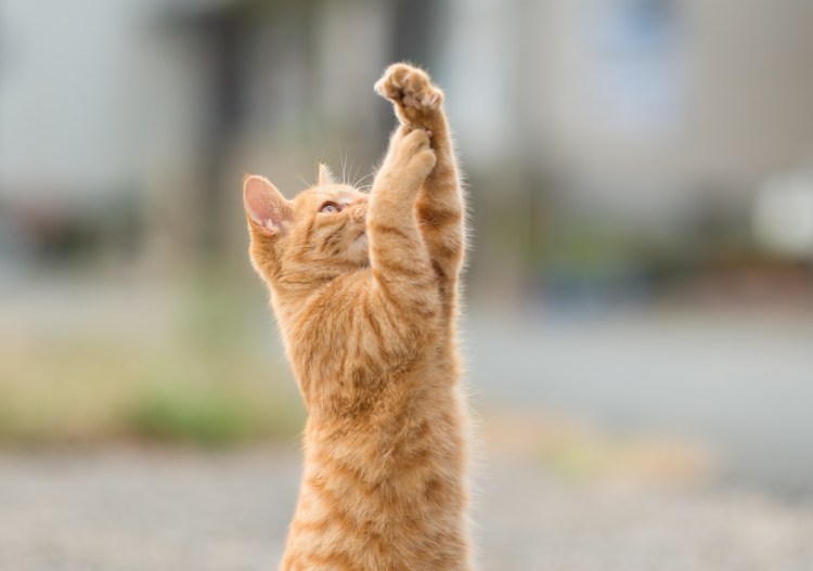 Танцующий кот