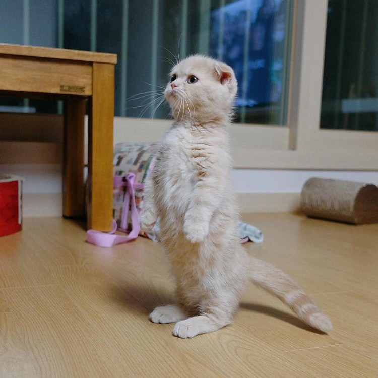 Котик на задних лапках