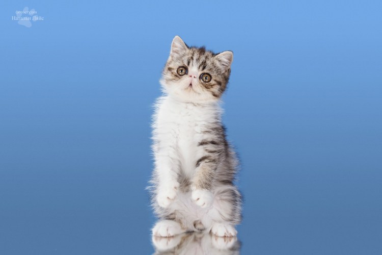 Котик стоит на задних лапах