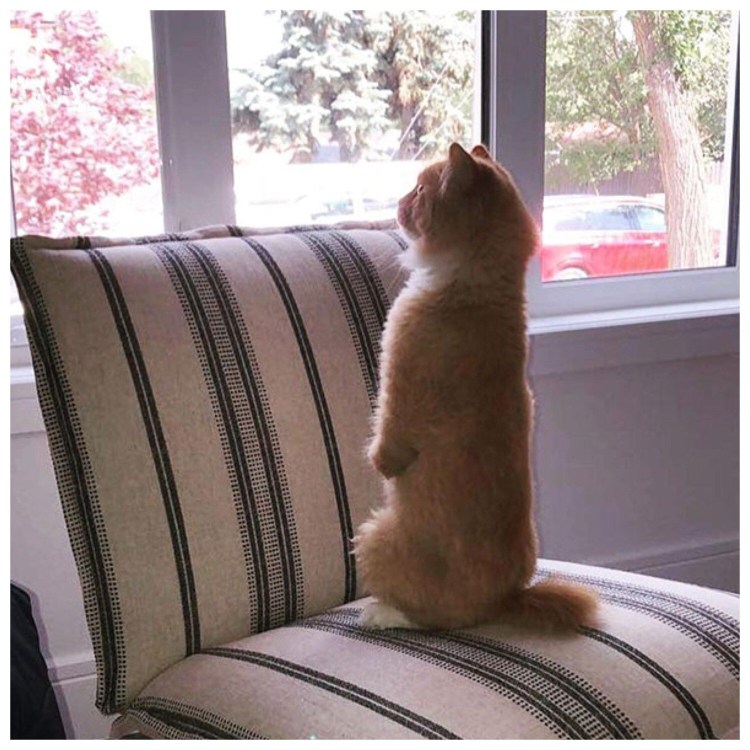 Шотландская вислоухая кошка