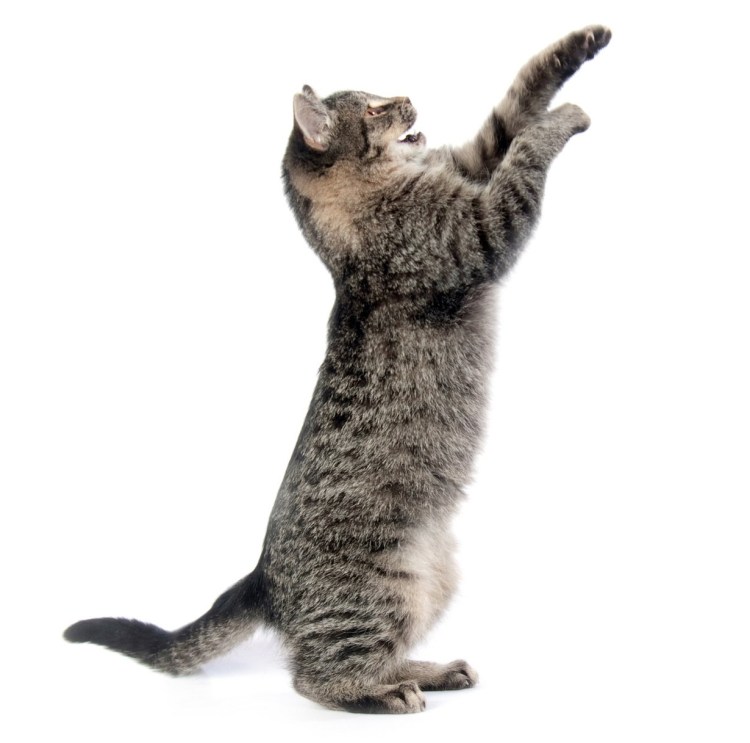 Смешные котята