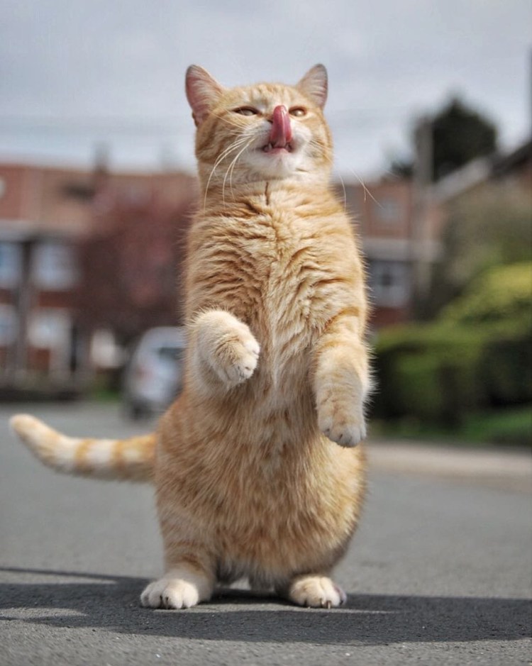 Кот стоящий на задних лапах