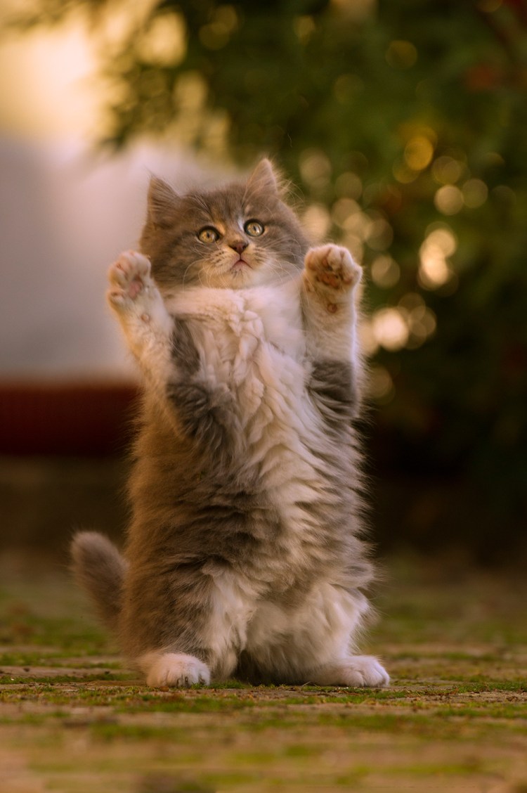 Котенок счастье