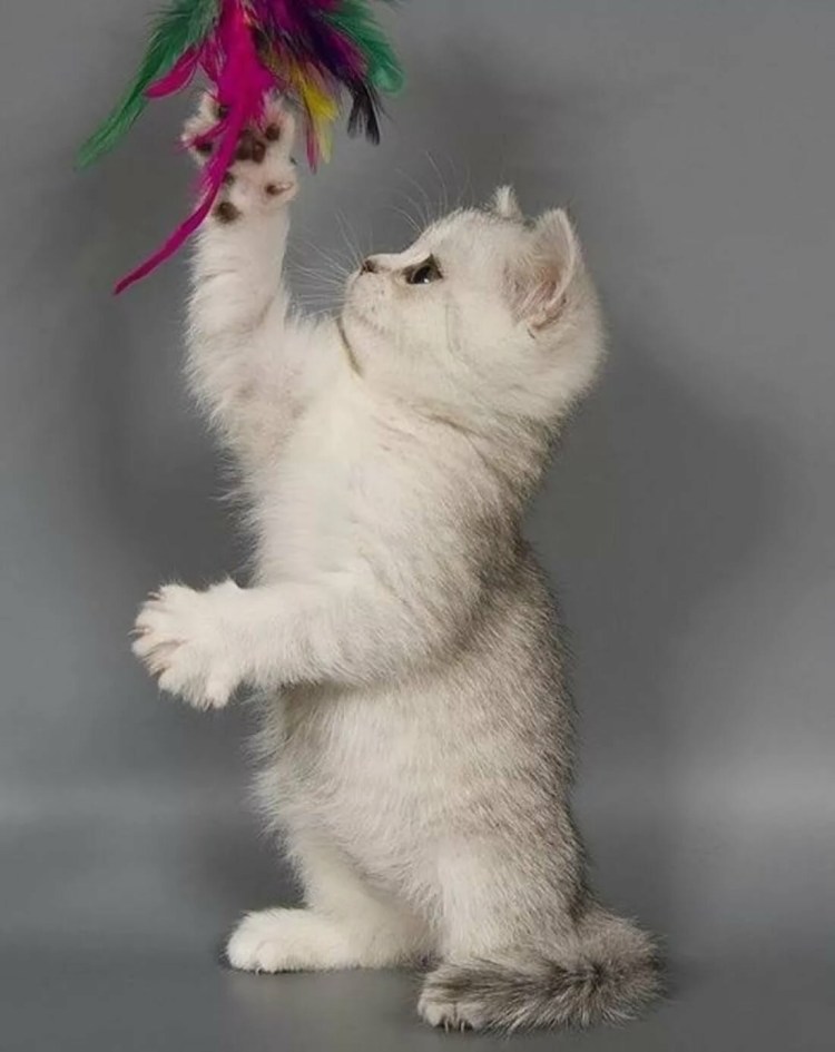 Котик стоит на задних лапах