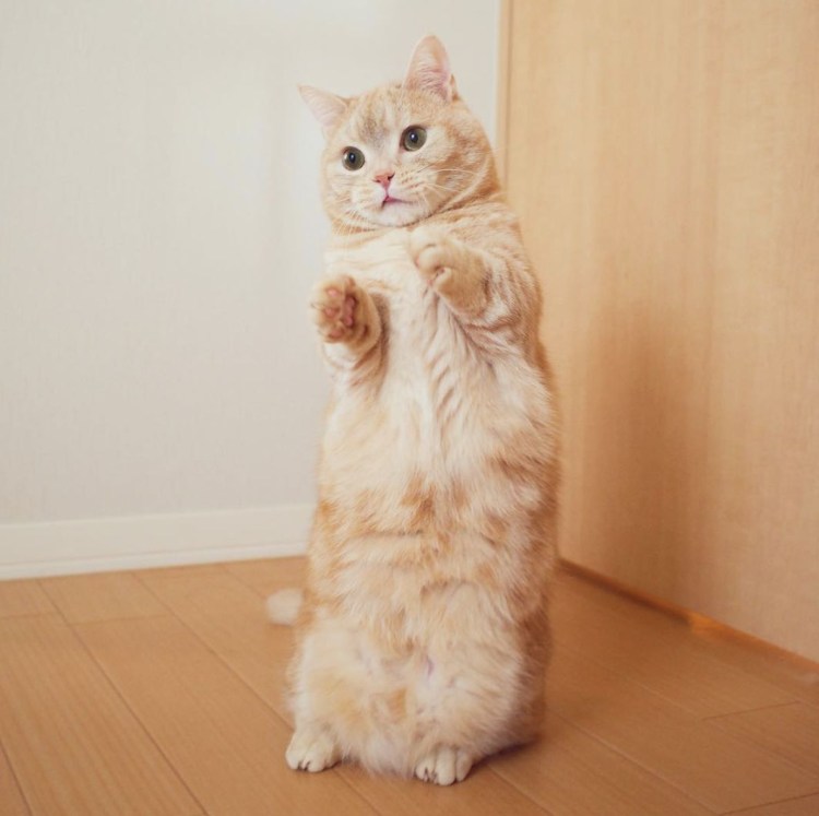 Котик стоит на задних лапах