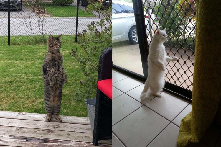 Коты Мем на задних лапах