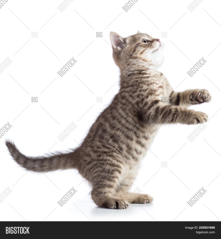 Котенок в прыжке