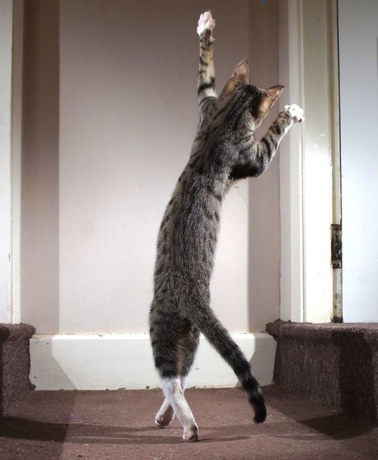 Коты танцоры