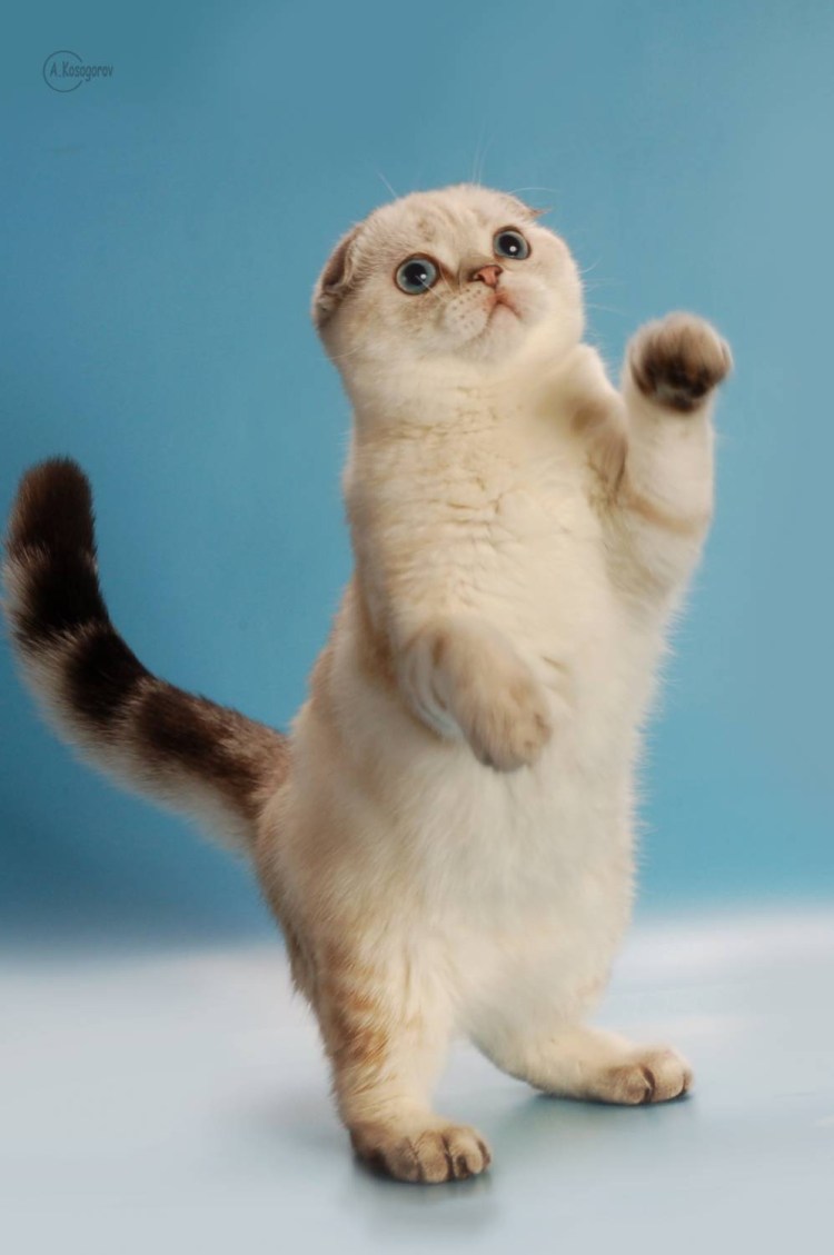 Рыжие котята на рабочий стол