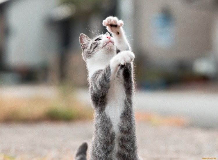 Кот на двух лапах