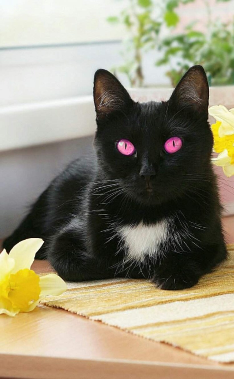 Черно белый кот гладкошерстный