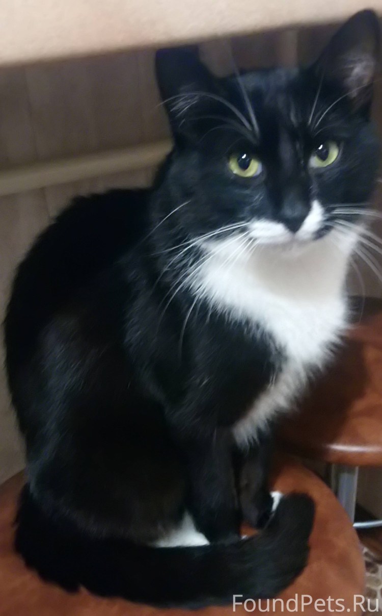 Черный котенок с белыми лапками