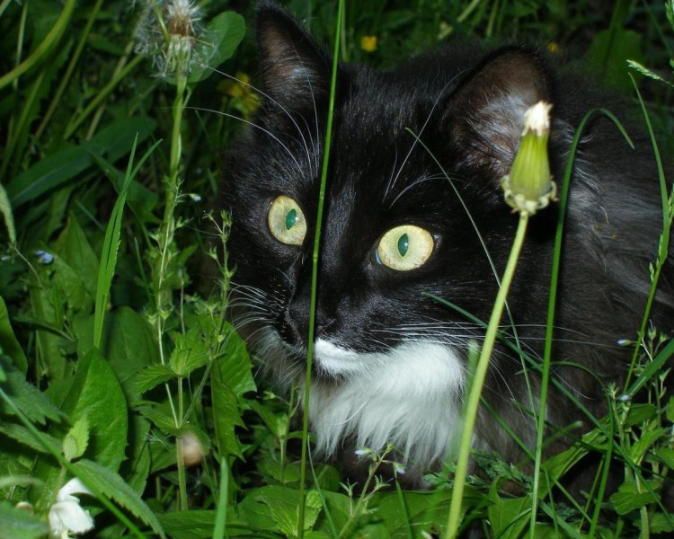 Бомбейская кошка с белой грудкой