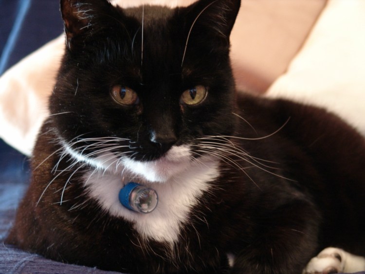 Кот с белыми лапками