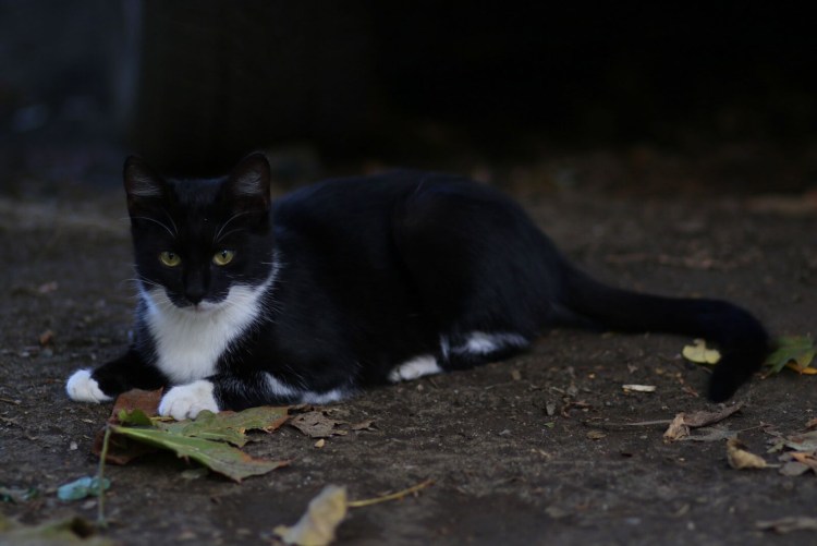 Черный котенок с белыми лапками