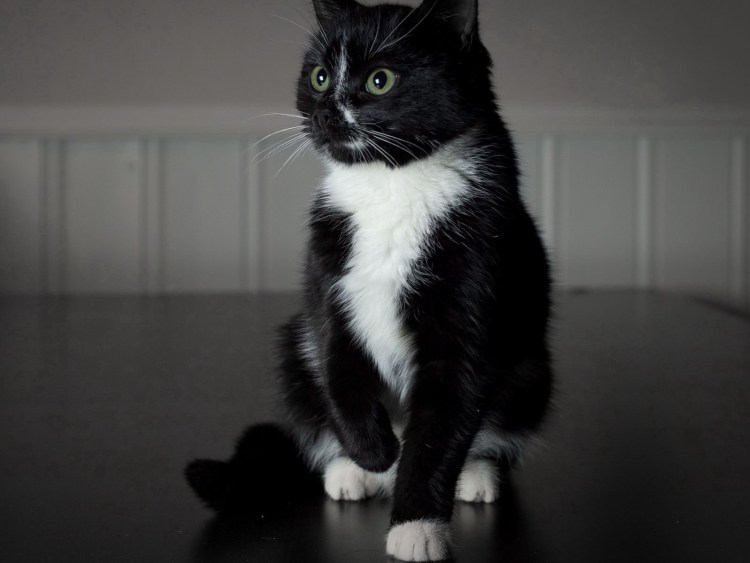 Порода кошки черная с белыми лапками Ван