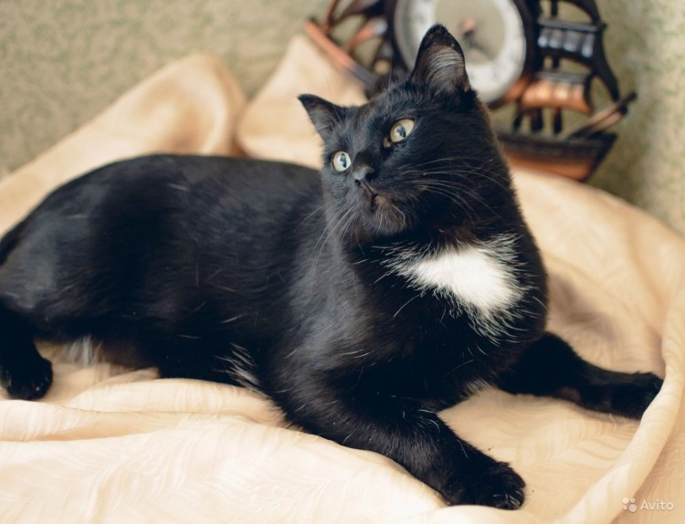 Чёрная кошка с белой грудкой и лапками