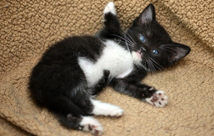 Черный и белый кот