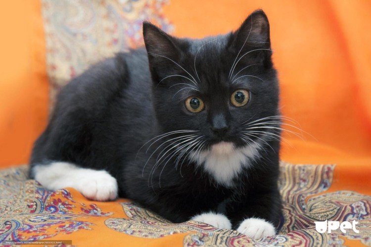 Чёрный кот с белым галстуком