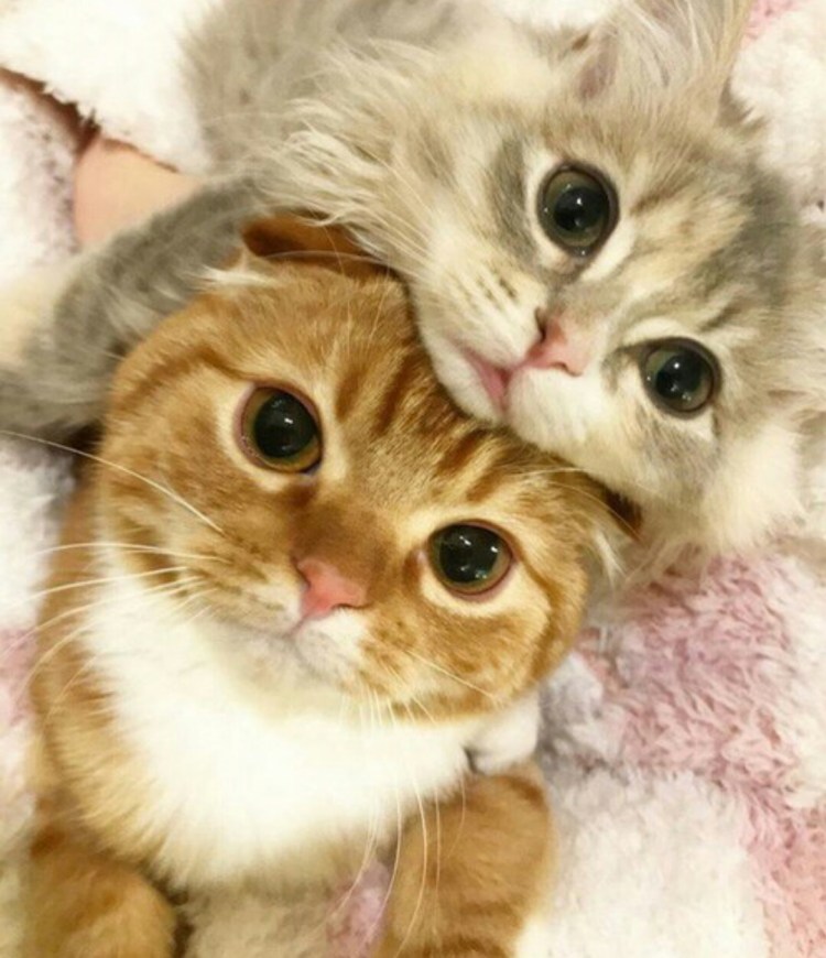 Два милых котика