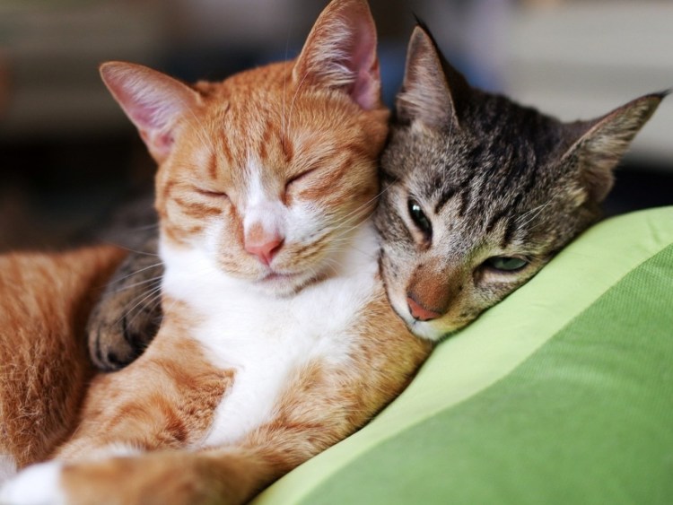 Коты спят в обнимку