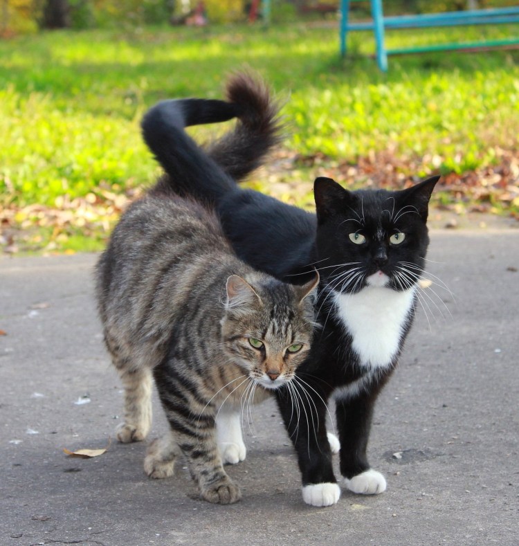 Кошачья любовь