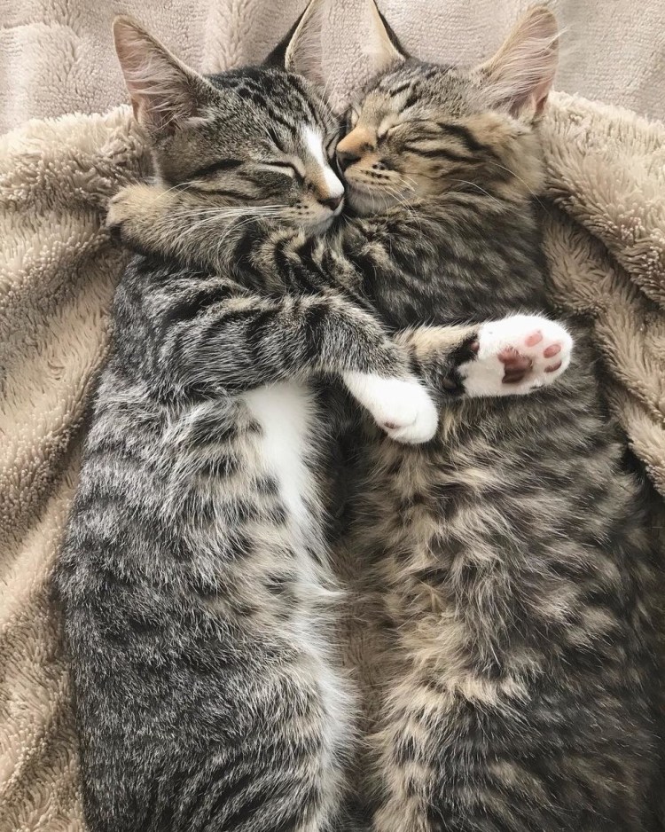 Кошачьи объятия