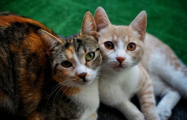 Котята спят в обнимку