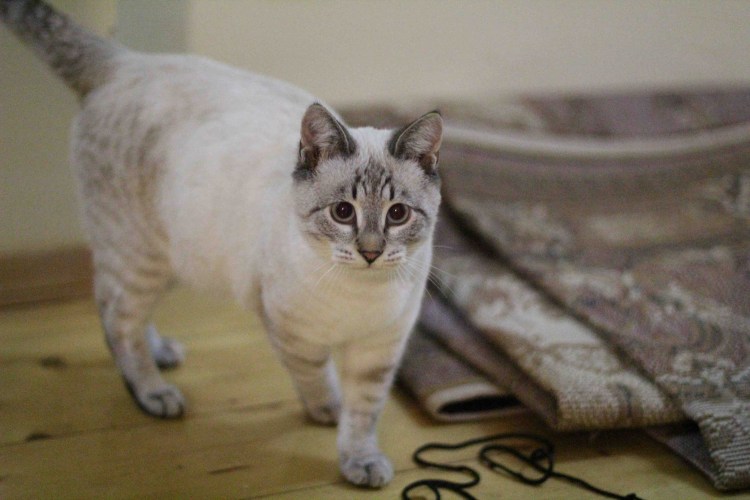 Балинезийская табби кошка