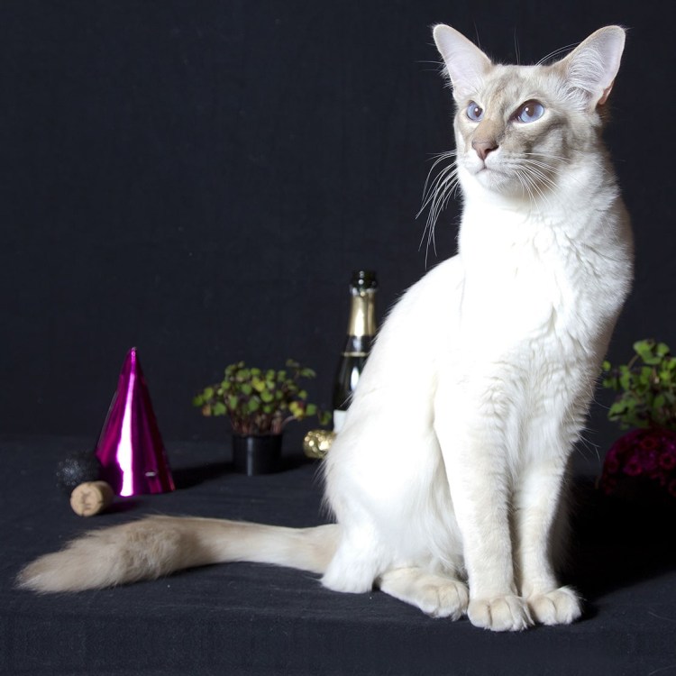 Бирманская кошка короткошерстная